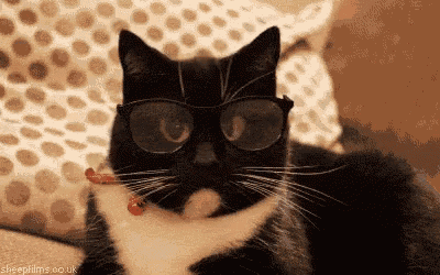 Cat looking around while wearing glasses